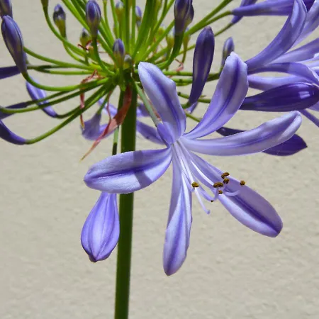 Apartamento Casa René - Charming Almada