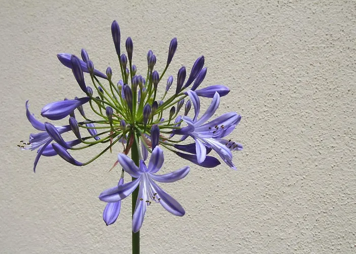 Casa Rene - Charming Apartamento *