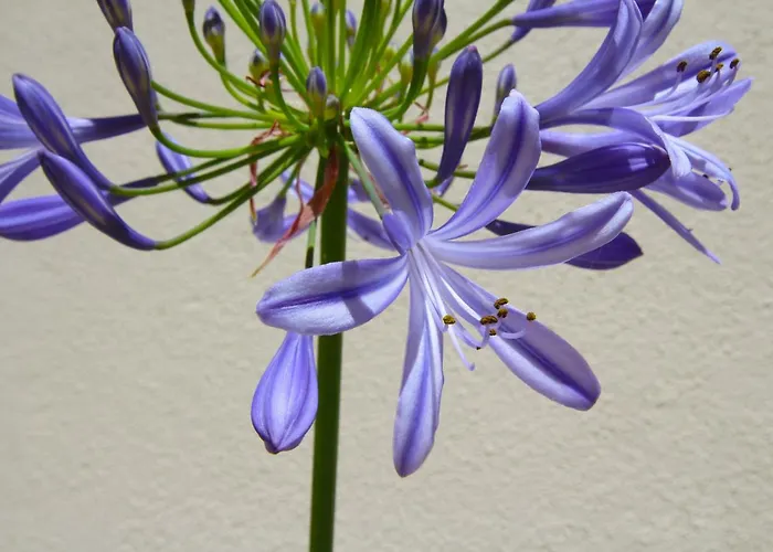 Apartamento Casa René - Charming Almada